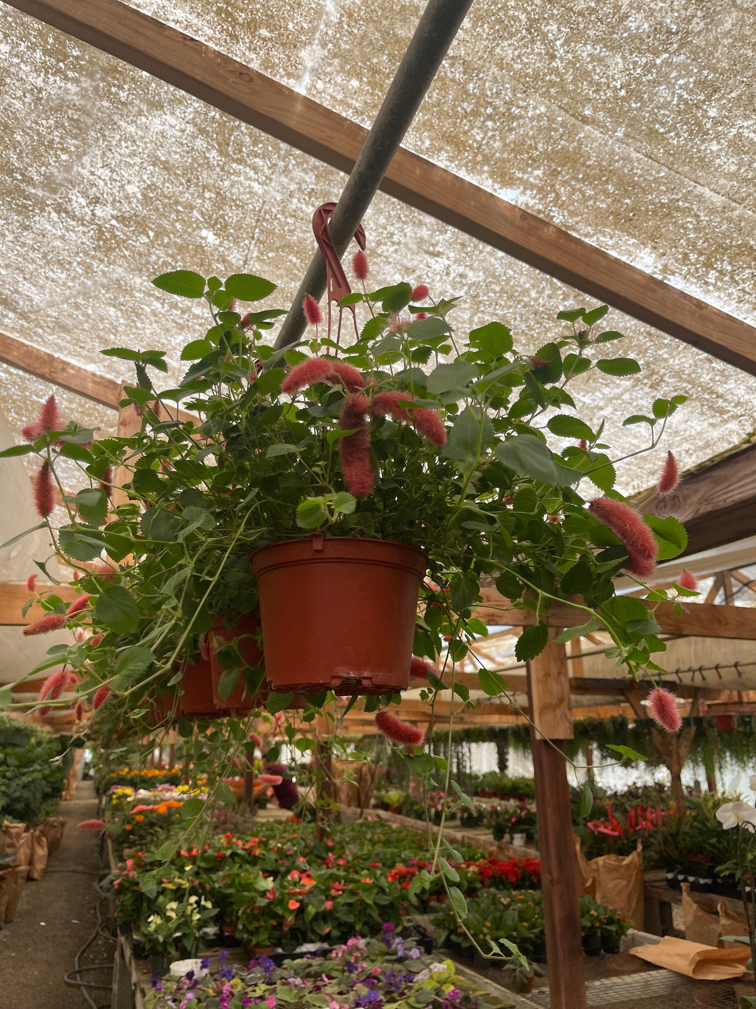 chenille plant hanging basket Strawberry Fire Tail Plant Chenille Live Plant Acalypha pendula 6'' Po – Dose of Succulents