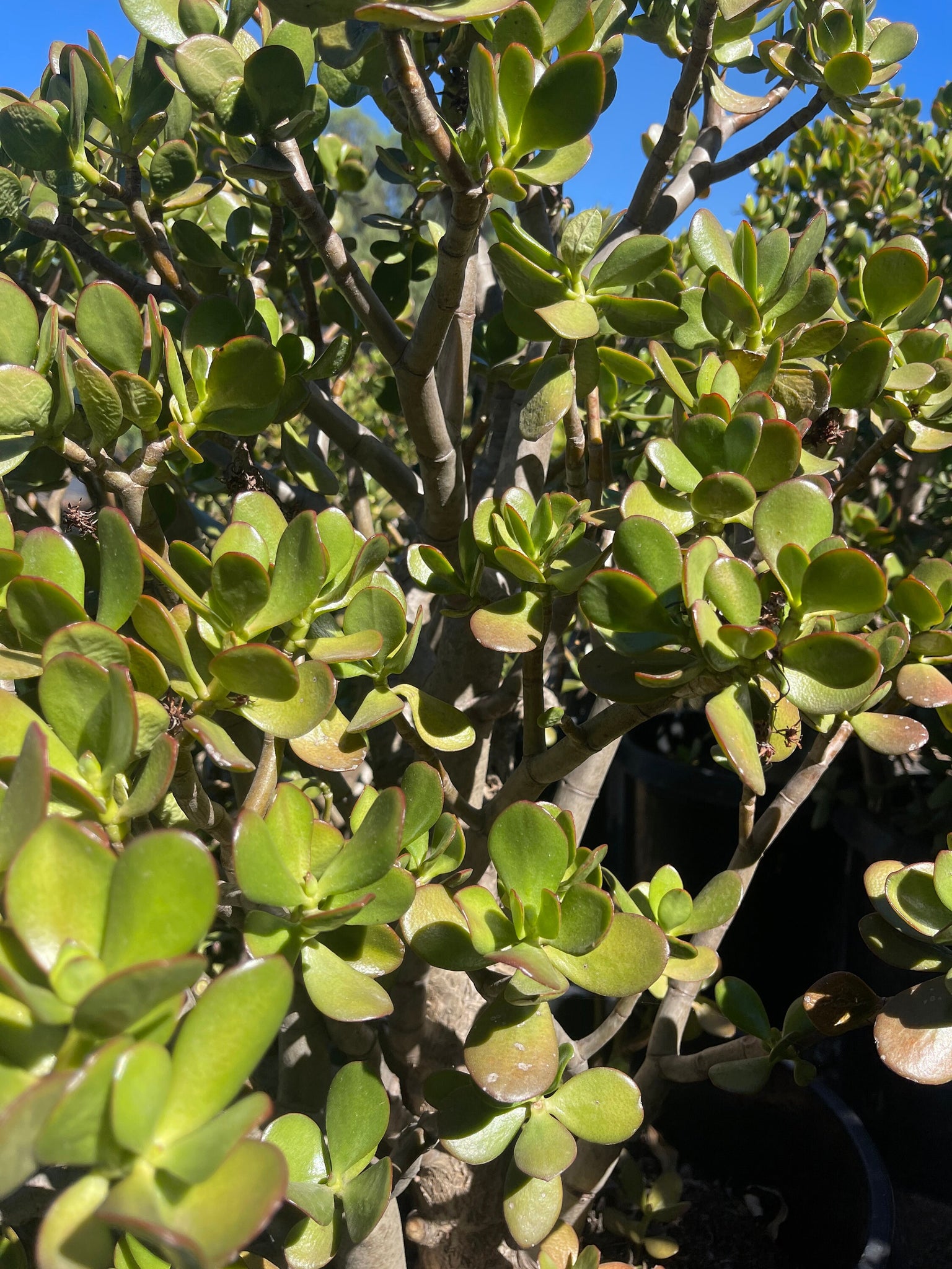 jade plant thick trunk Very Large Jade Stump with Large thick trunk ! – Dose of Succulents