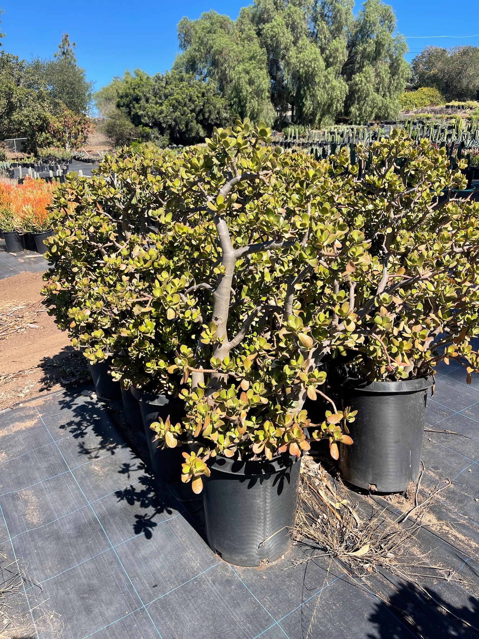 extra large jade plant for sale Very Large Jade Stump with Large thick trunk ! – Dose of Succulents