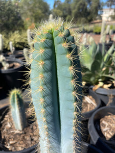 Blue Torch Live plant Cactus 2’ tall