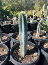 Load image into Gallery viewer, Blue Torch Live plant Cactus 2’ tall