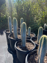 Load image into Gallery viewer, Blue Torch Live plant Cactus 2’ tall