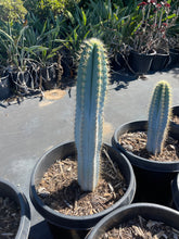 Load image into Gallery viewer, Blue Torch Live plant Cactus 2’ tall