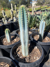 Load image into Gallery viewer, Blue Torch Live plant Cactus 2’ tall