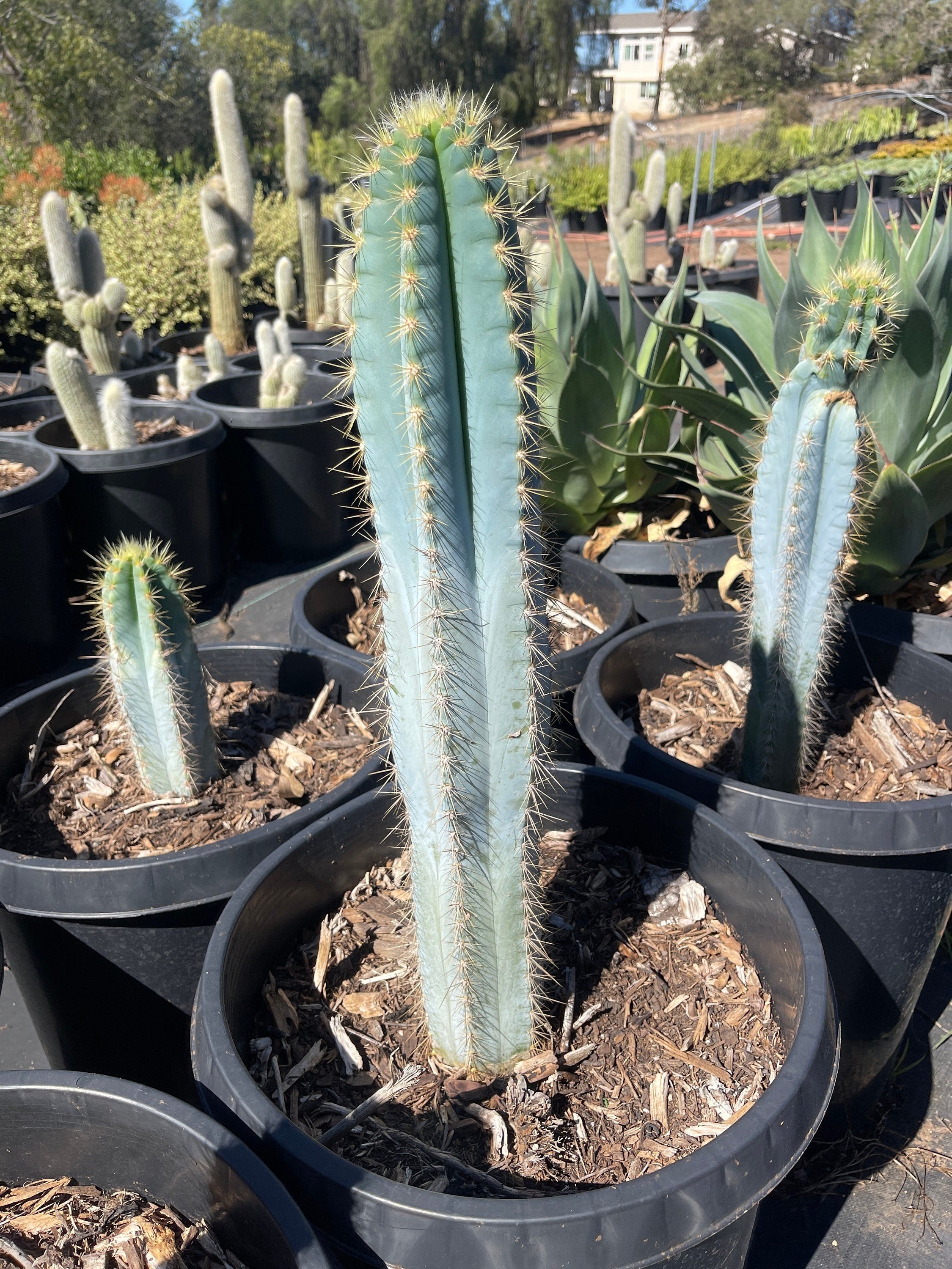 blue torch cactus Blue Torch Live plant Cactus 2’ tall