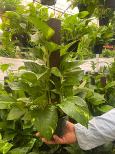 pothos stick Golden Pothos On Trellis Pole Live plant 6'' pot – Dose of Succulents