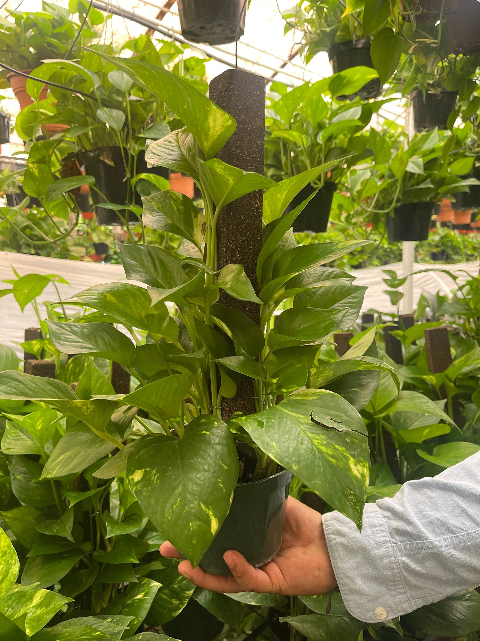 pothos plant live Golden Pothos On Trellis Pole Live plant 6'' pot – Dose of Succulents