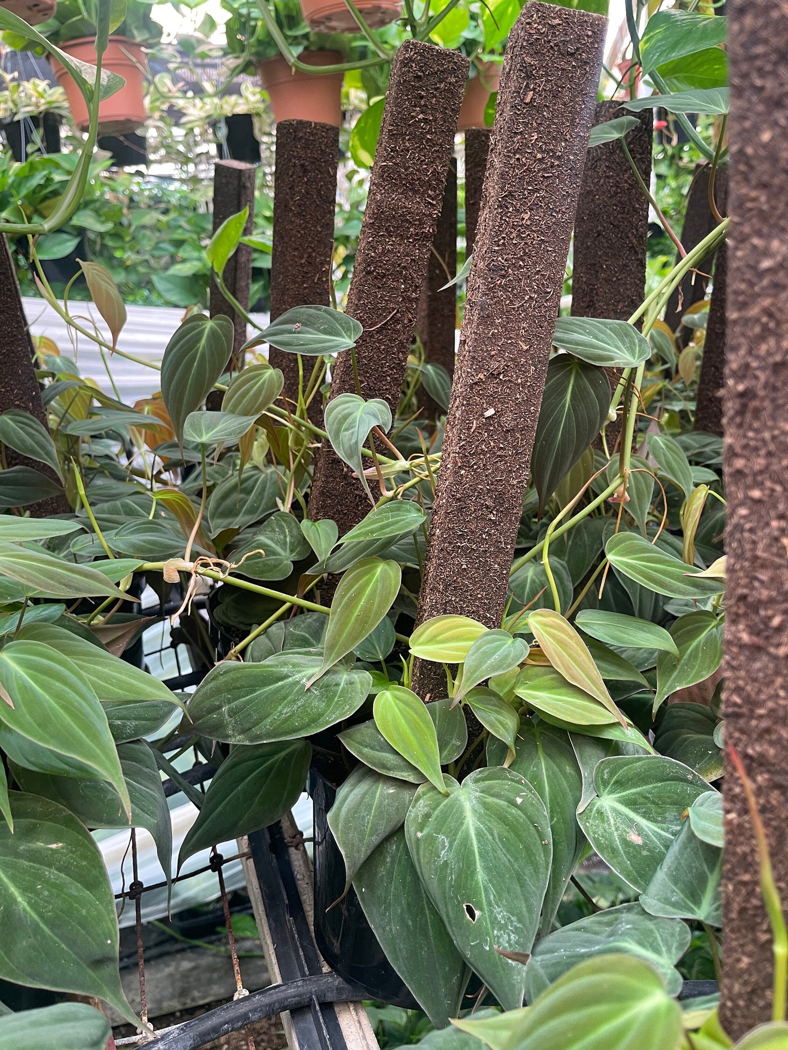philodendron micans pole Philodendron Micans on Trellis Pole 6'' pot – Dose of Succulents