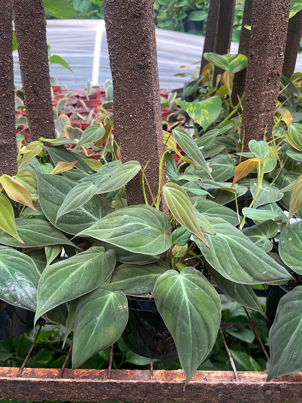 mican philodendron for sale Philodendron Micans on Trellis Pole 6'' pot – Dose of Succulents