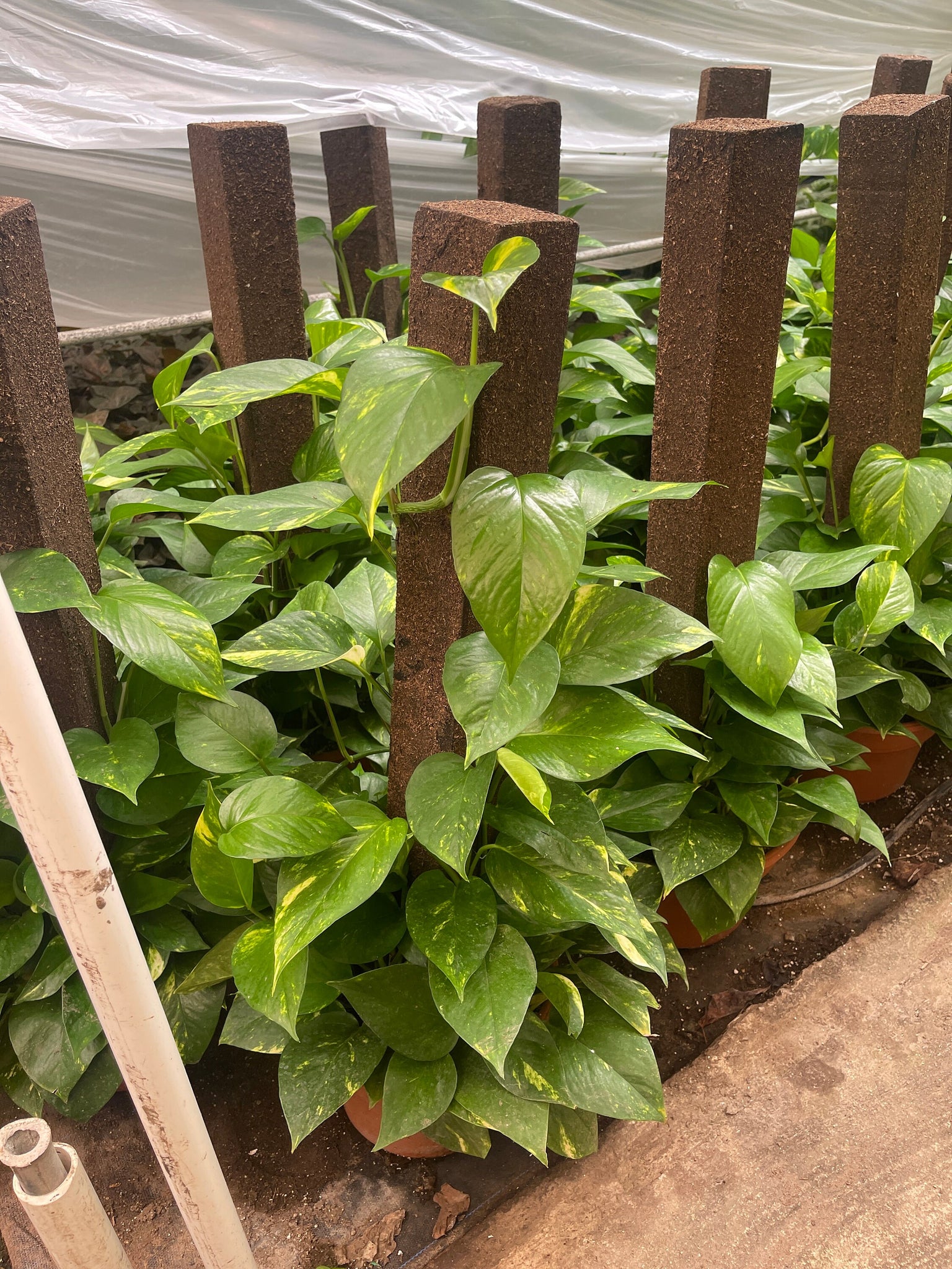 golden pothos large Large Golden Pothos on Trellis pole – Dose of Succulents