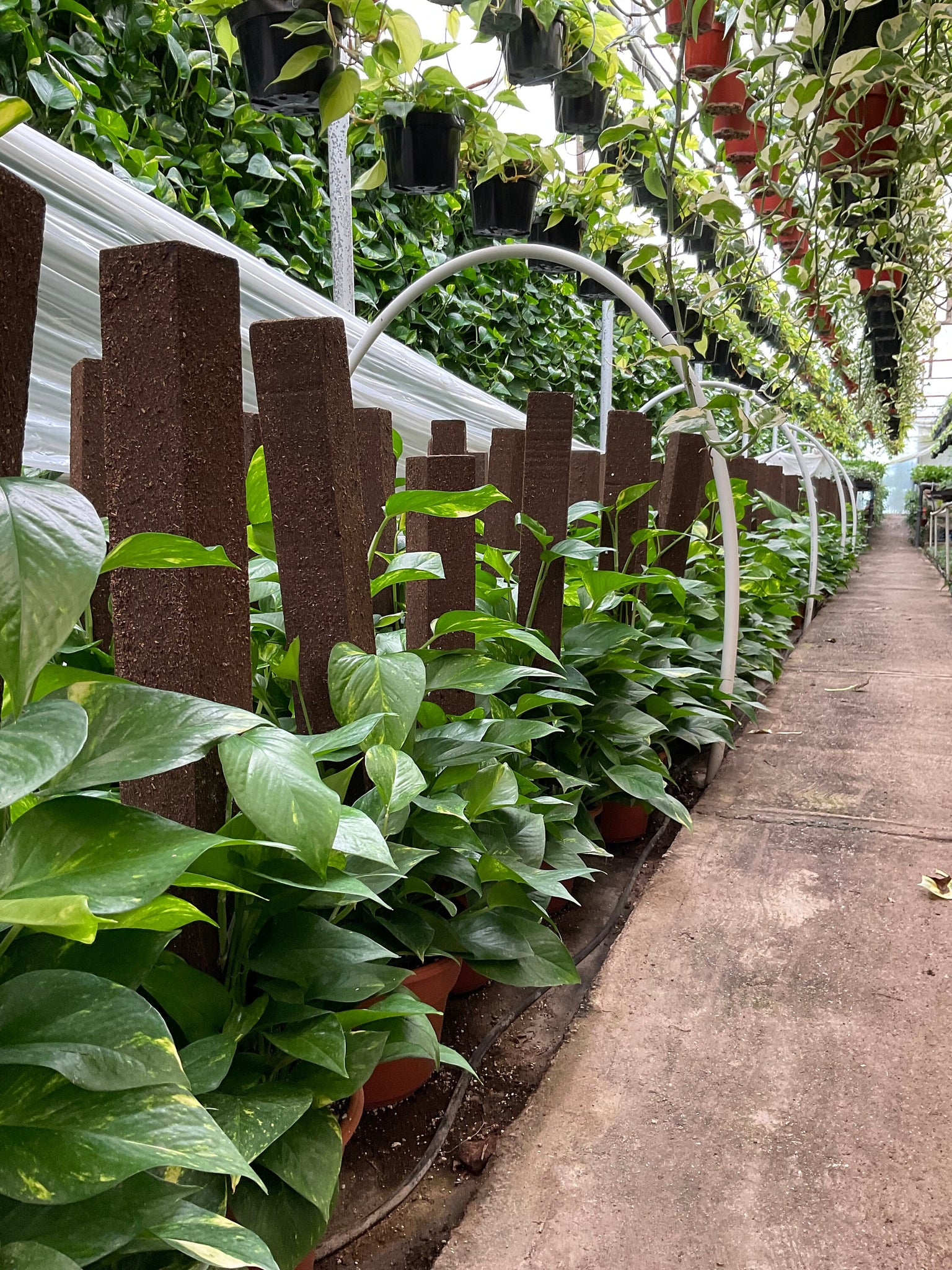 do pothos need a trellis Large Golden Pothos on Trellis pole – Dose of Succulents