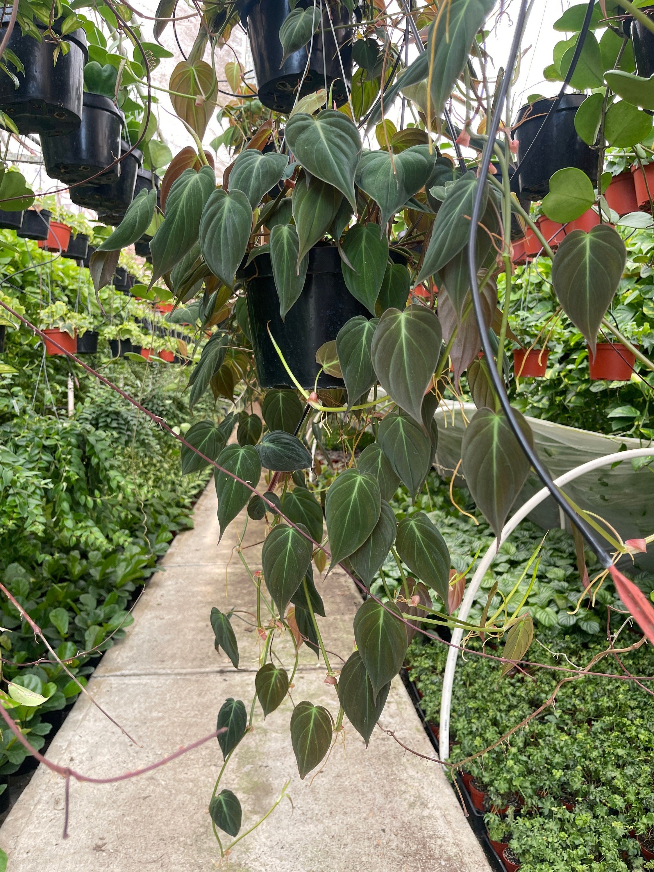 philodendron micans big Philodendron Micans Long and Trailing 8'' Pot
