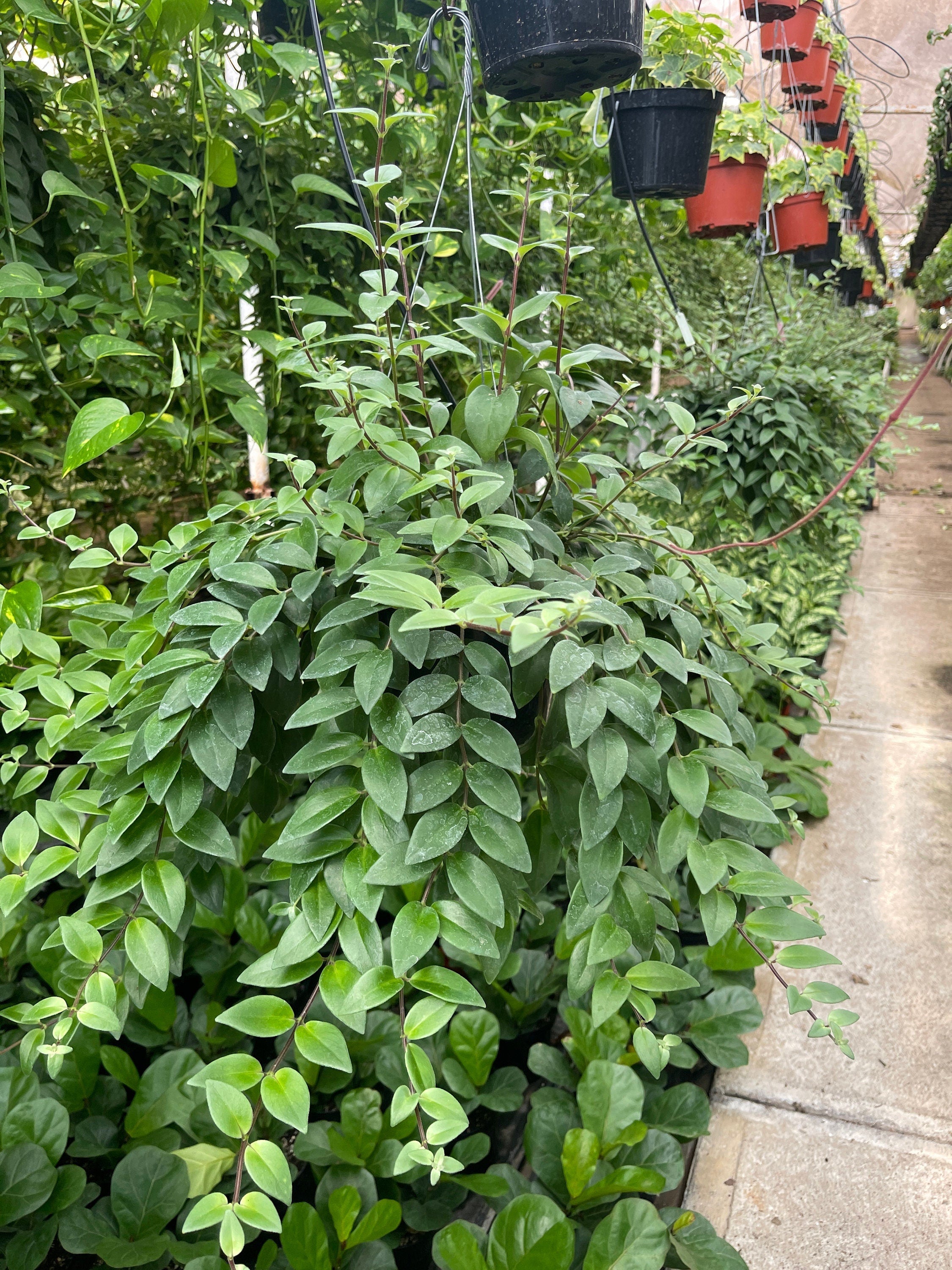 Lipstick plant 8” outlets pot with buds