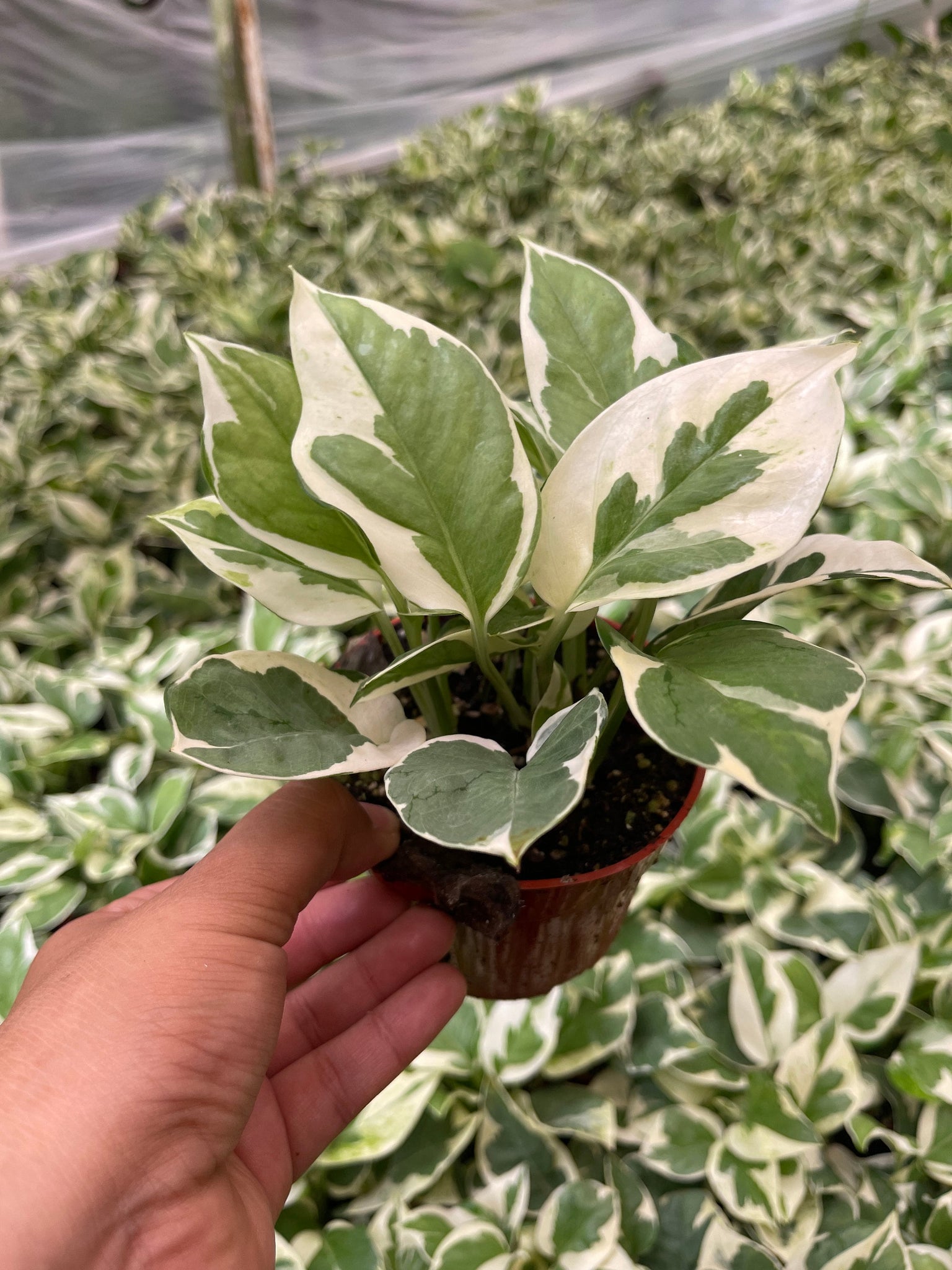 il pothos Pothos N Joy Live Plant 4'' Pot – Dose of Succulents