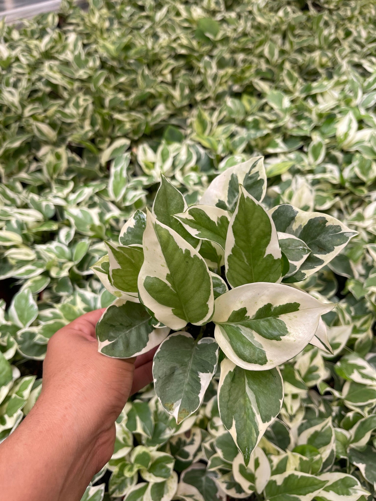 pothos n'joy live plant Pothos N Joy Live Plant 4'' Pot – Dose of Succulents