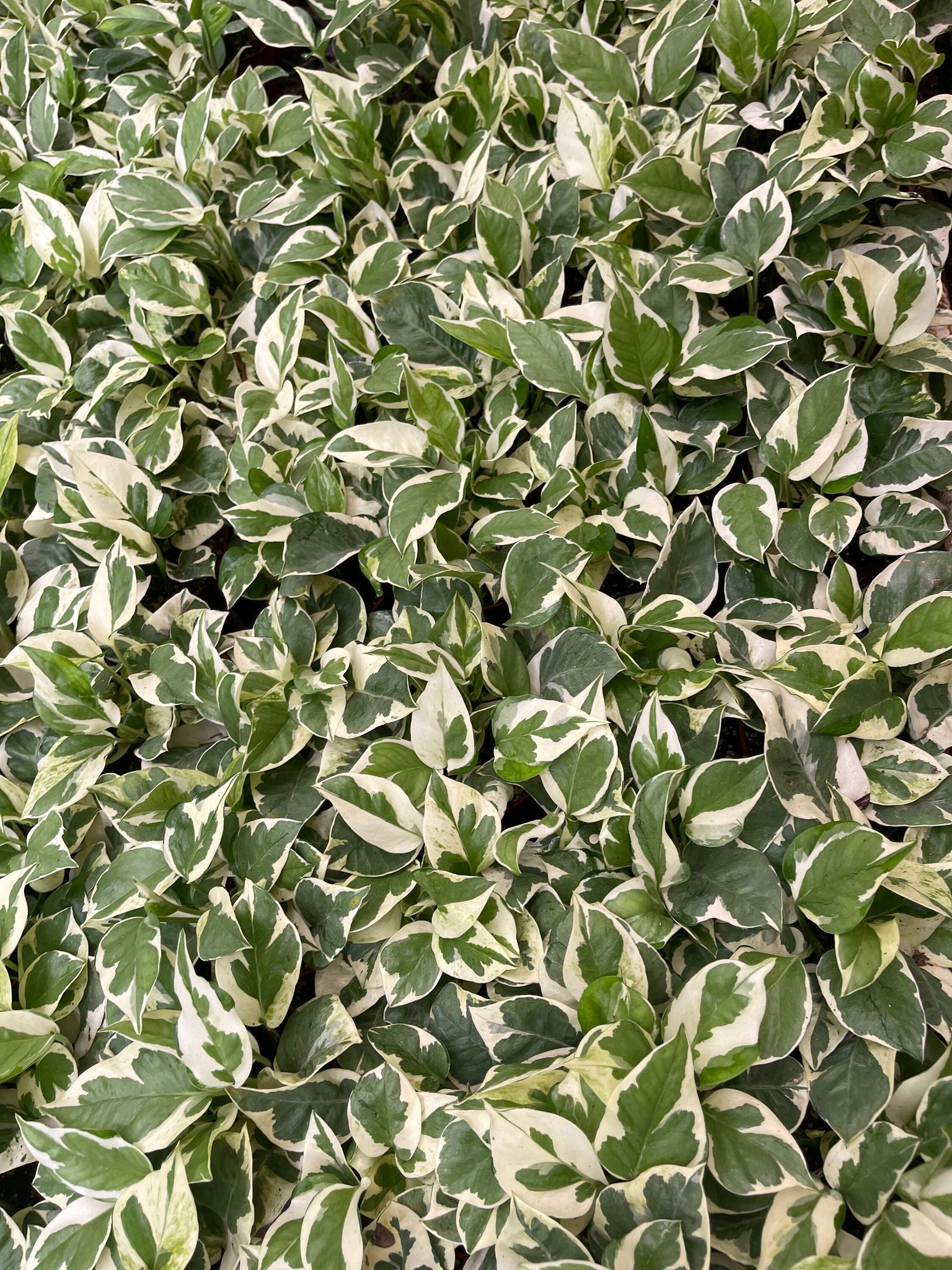 pothos n'joy live plant Pothos N Joy Live Plant 4'' Pot – Dose of Succulents