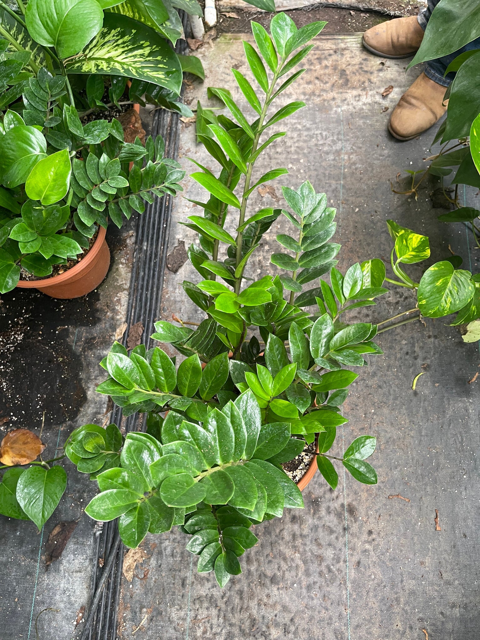 biggest zz plant ZZ Plant Live plant Great for LOW LIGHT -8'' pot – Dose of Succulents