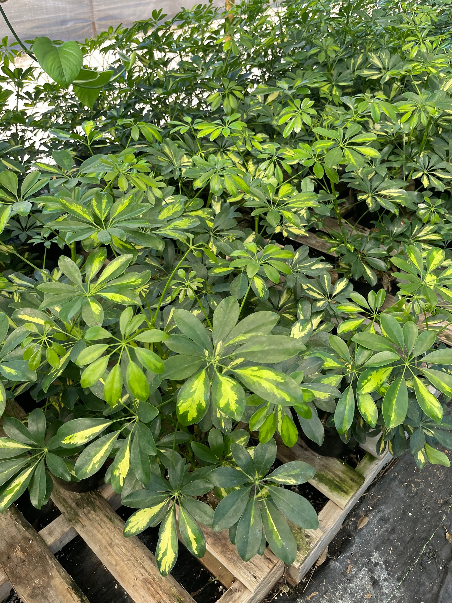 schefflera arboricola variegated Schefflera Arboricola Umbrella Tree Yellow Variegated 8'' Pot – Dose of Succulents