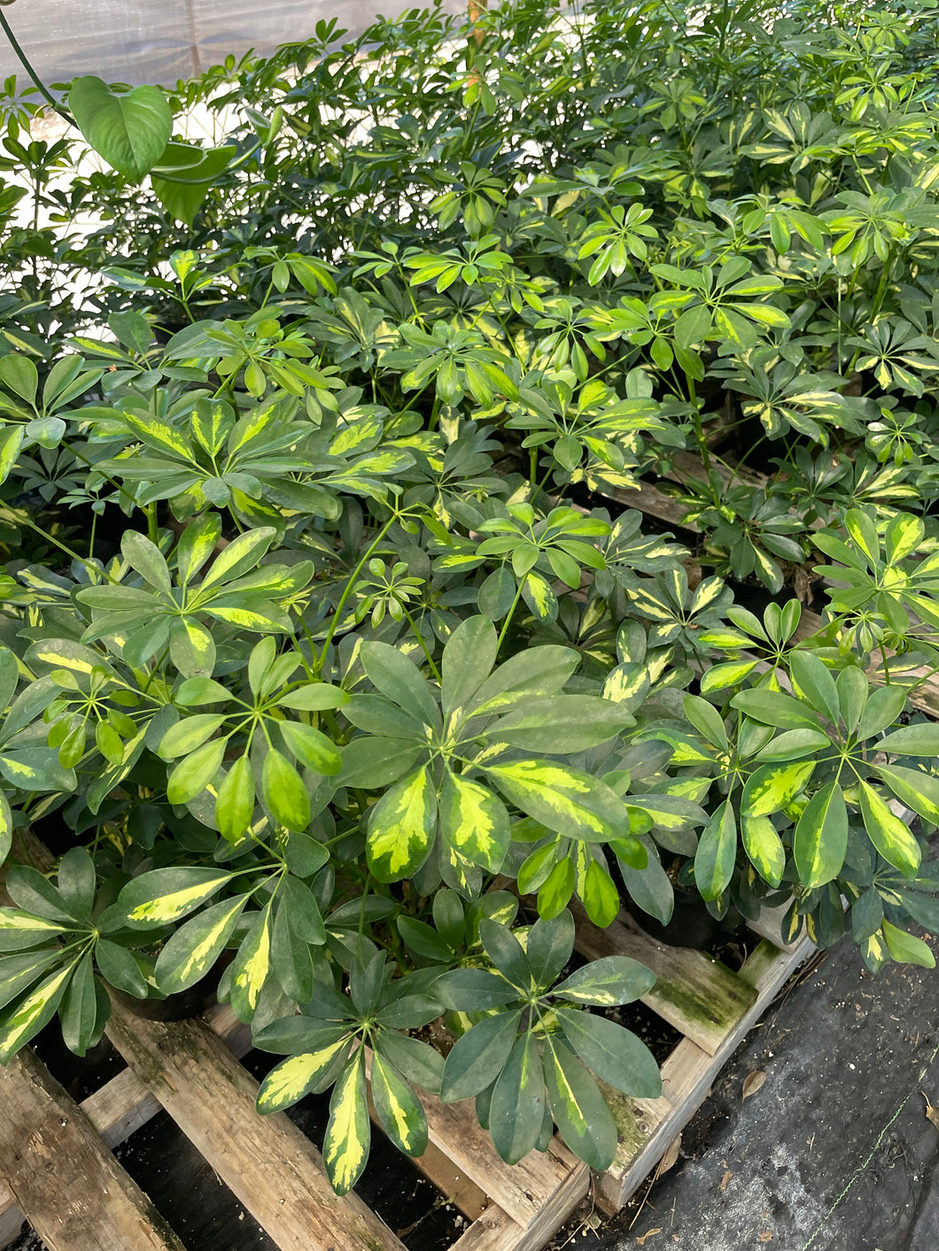 succulent umbrella Schefflera Arboricola Umbrella Tree Yellow Variegated 8'' Pot – Dose of Succulents