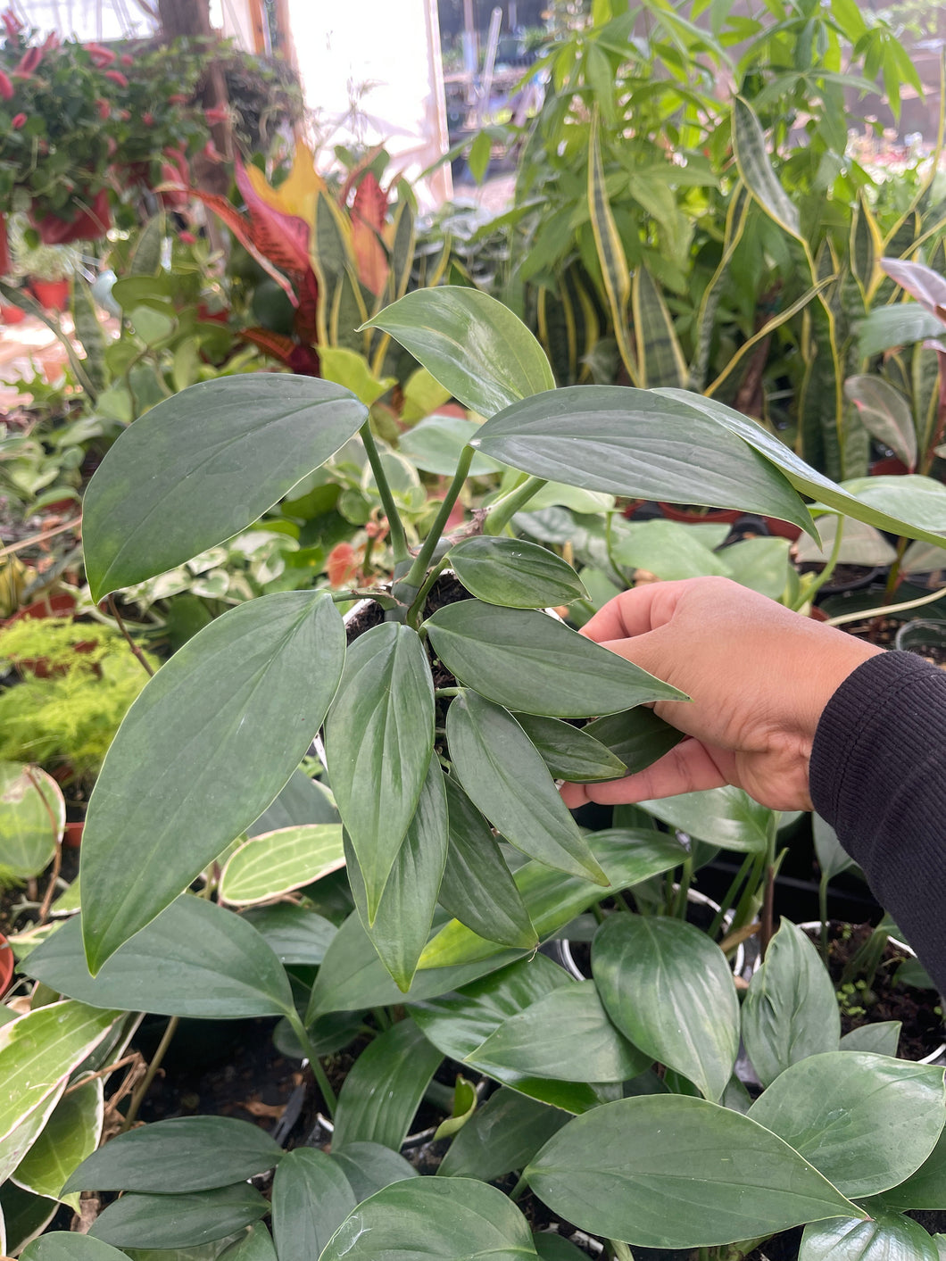 Rhaphidophora decursiva Dragon Tail Plant 4’’ pot