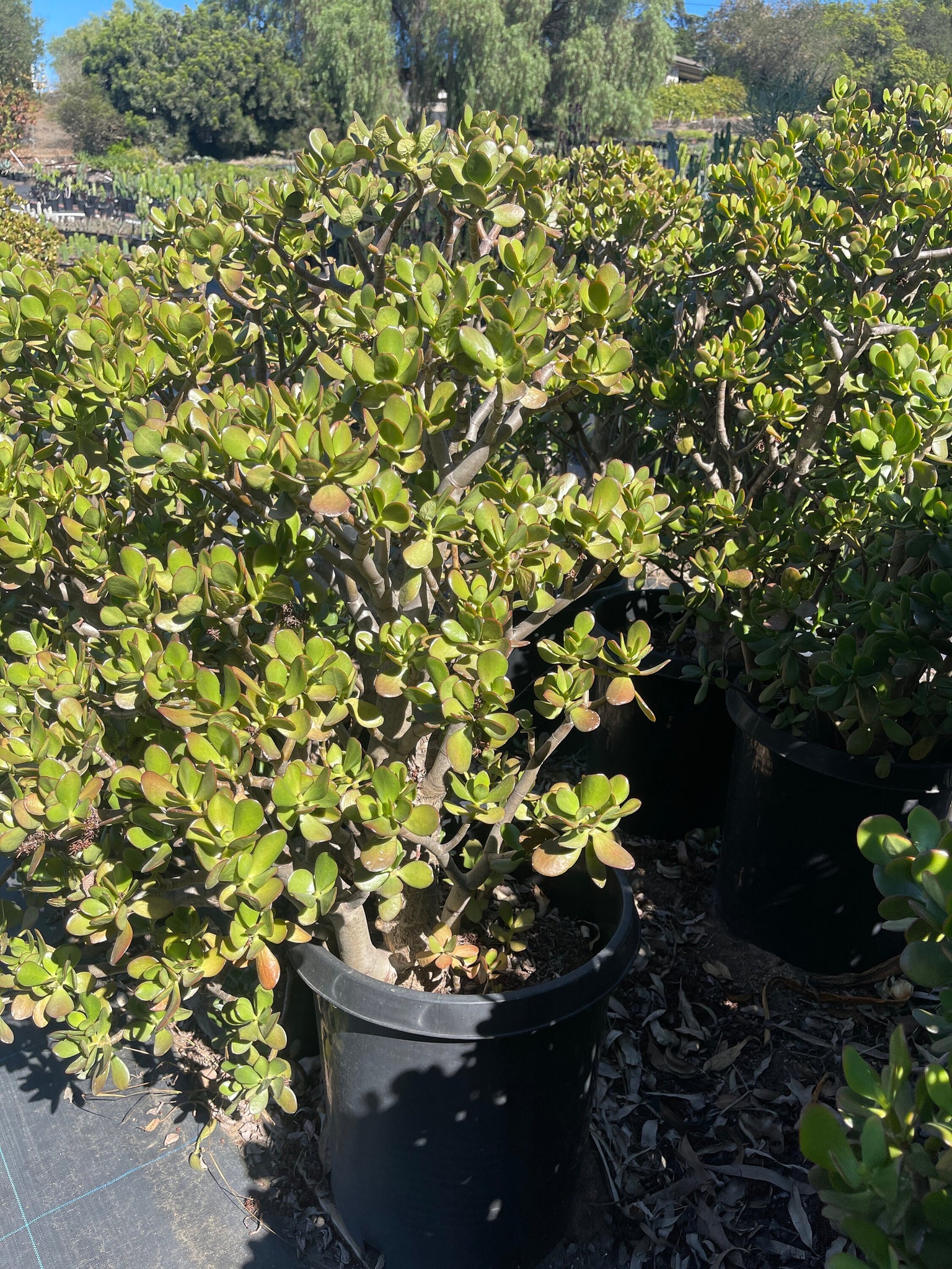 where can i buy a large jade plant Very Large Jade Stump with Large thick trunk ! – Dose of Succulents
