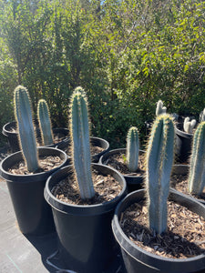 Blue Torch Live plant Cactus 2’ tall