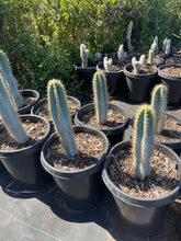 Load image into Gallery viewer, Blue Torch Live plant Cactus 2’ tall