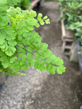 Load image into Gallery viewer, 4’’ Pacific Maidenhair Fern Smaller Leaf