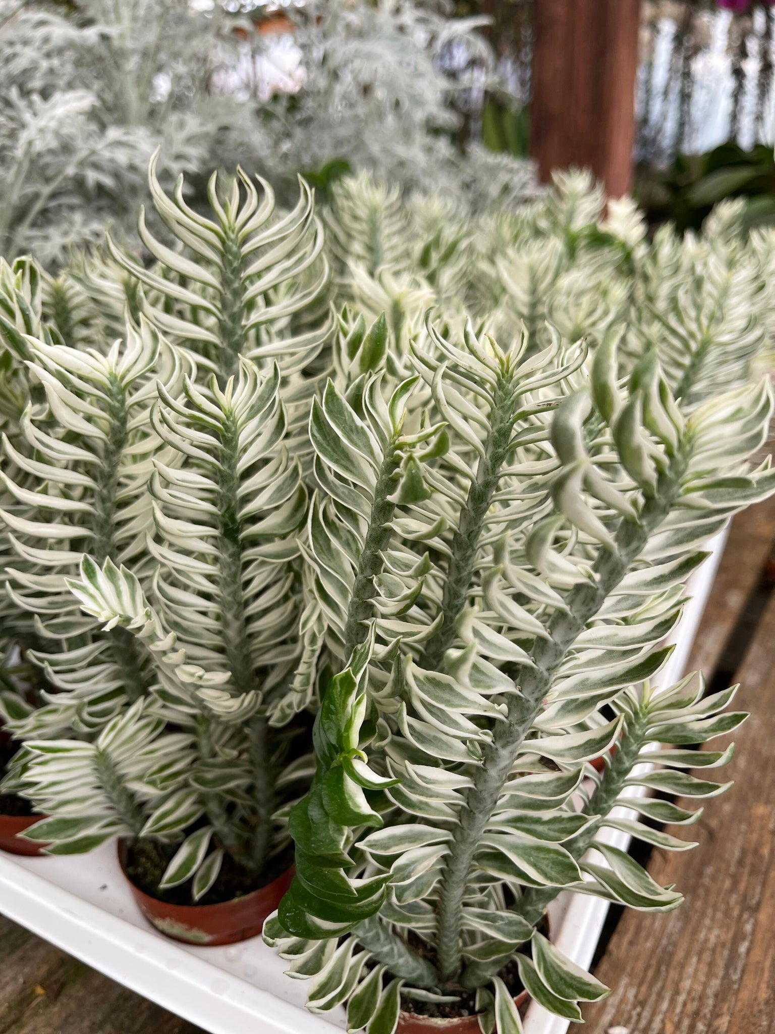devil's backbone succulent Euphorbia Devil's backbone Variegated Euphorbia tithymaloides Variegat – Dose of Succulents