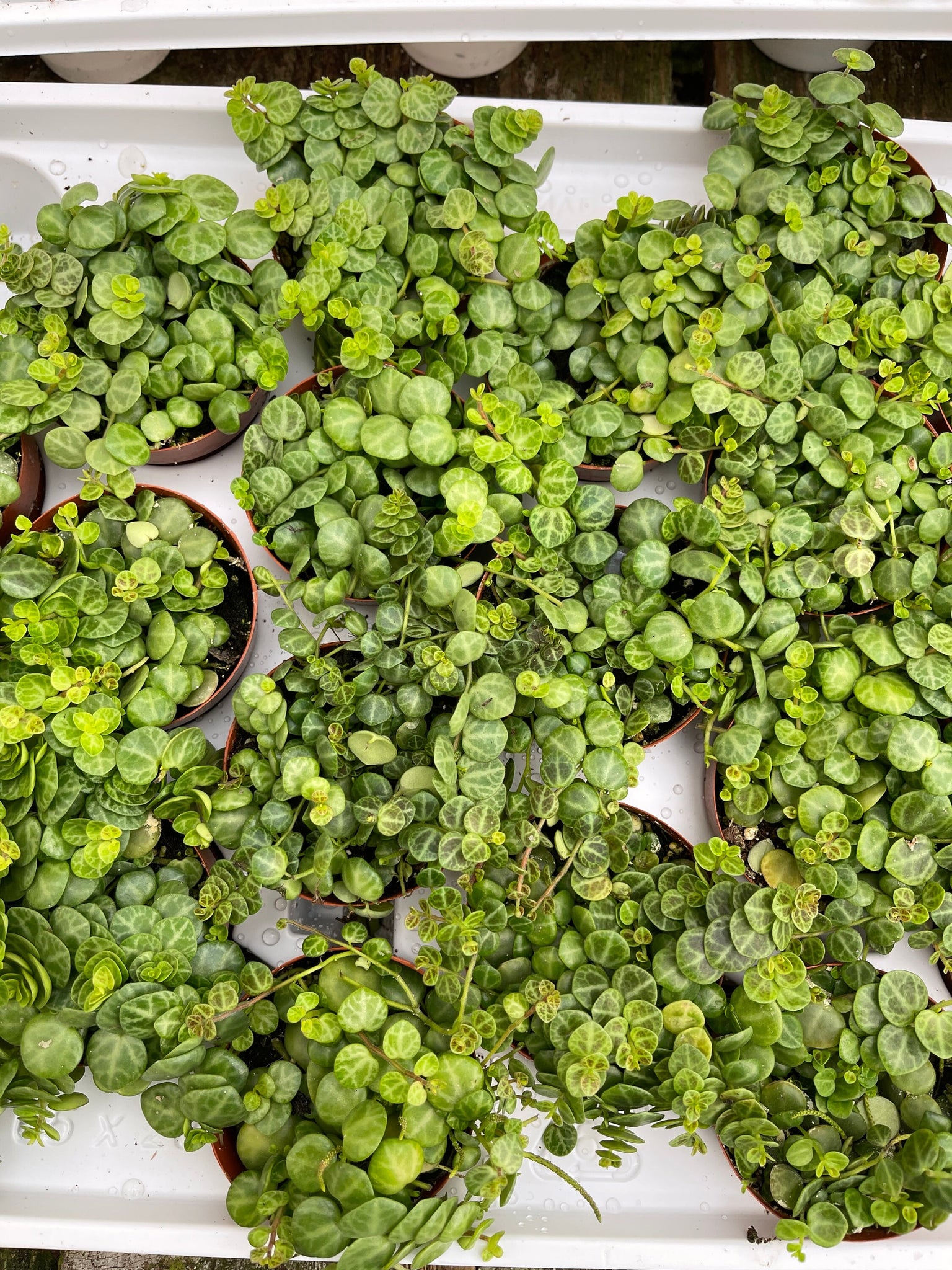String of Turtles Peperomia Prostrata Live Indoor Plant 2'' pot – Dose ...