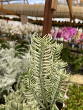 Load image into Gallery viewer, 2.5’’ Euphorbia Devil’s backbone Variegated live plant