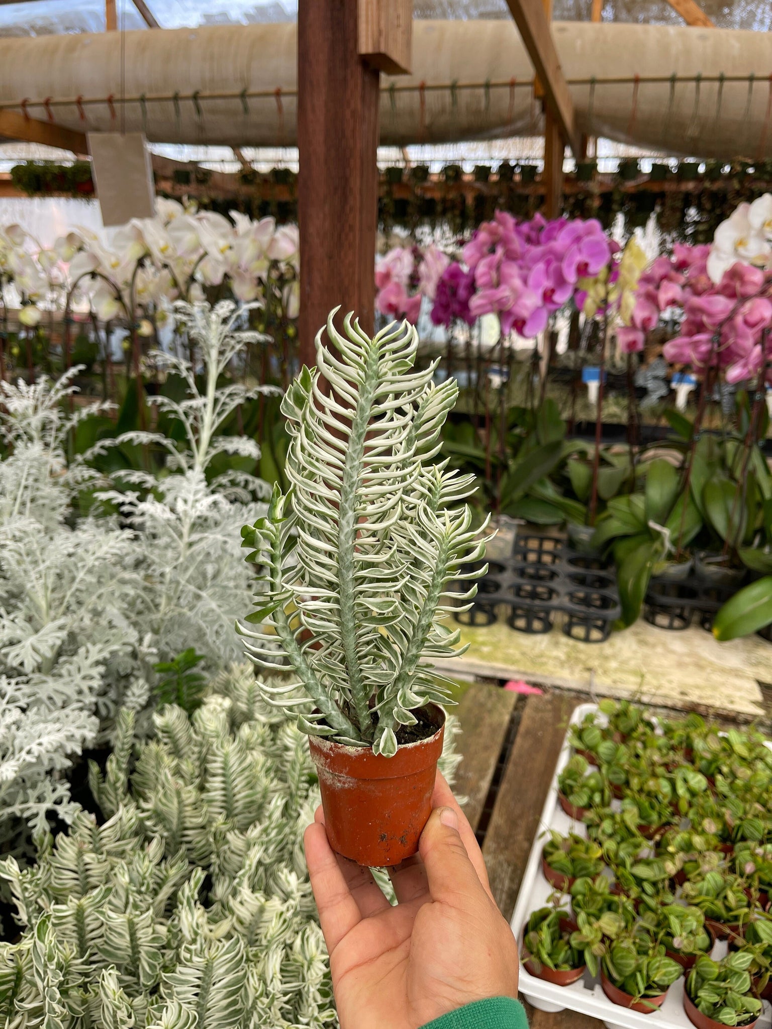 devil's backbone succulent plant Euphorbia Devil's backbone Variegated Euphorbia tithymaloides Variegat – Dose of Succulents