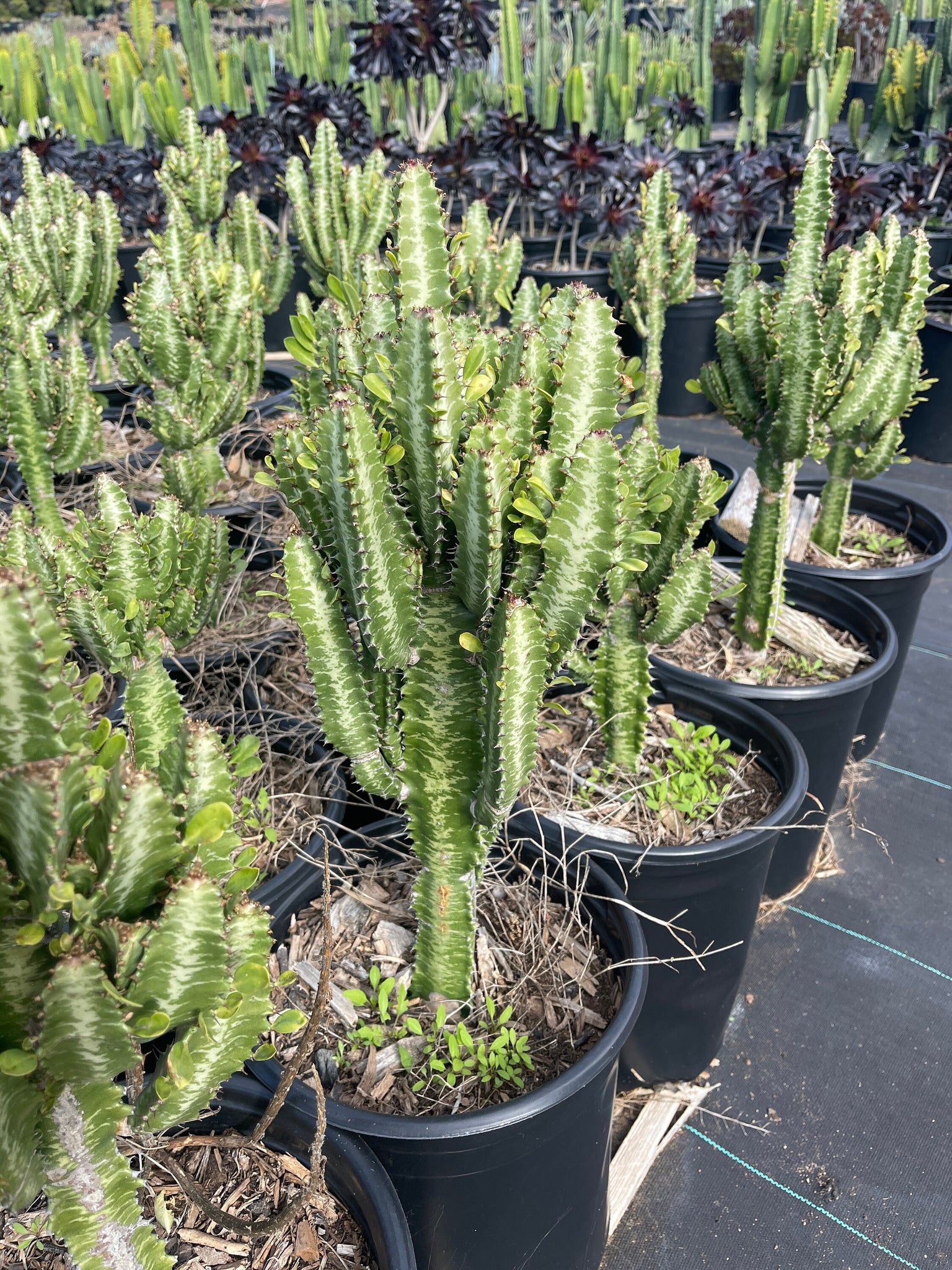 dragon tree succulent Euphorbia Trigona Dragon Tree Live plant – Dose of Succulents