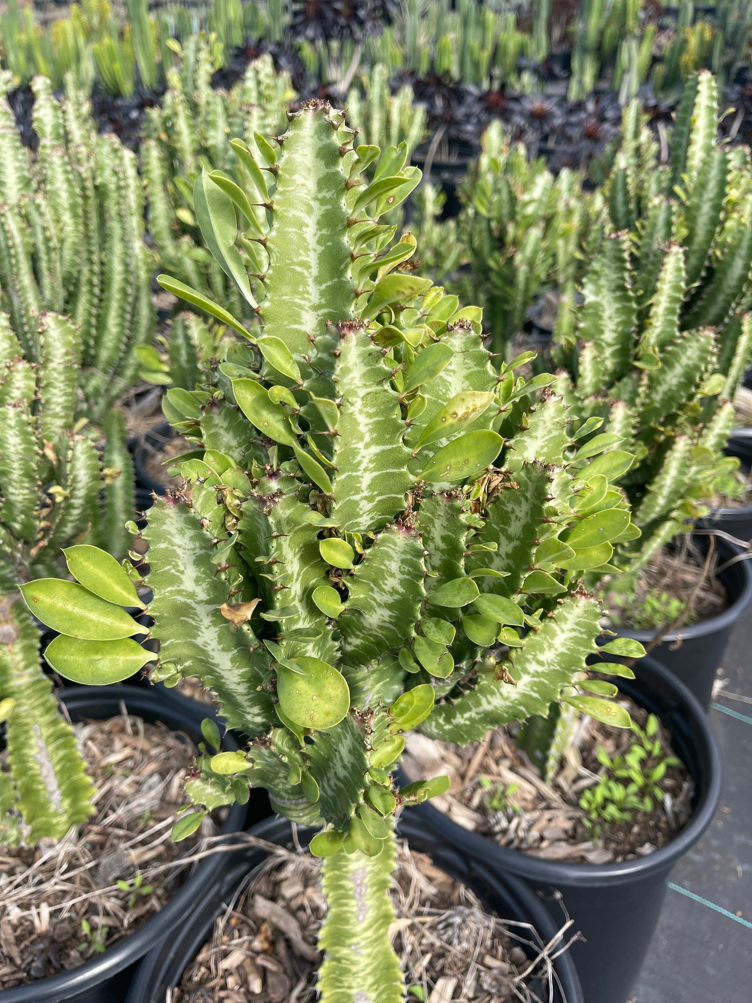 dragon plant succulent Euphorbia Trigona Dragon Tree Live plant – Dose of Succulents