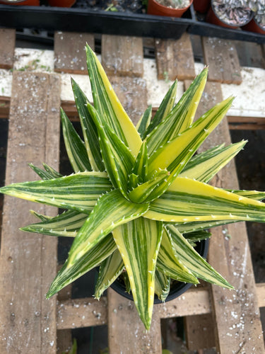 1gal Aloe Nobilis Variegated Live plant