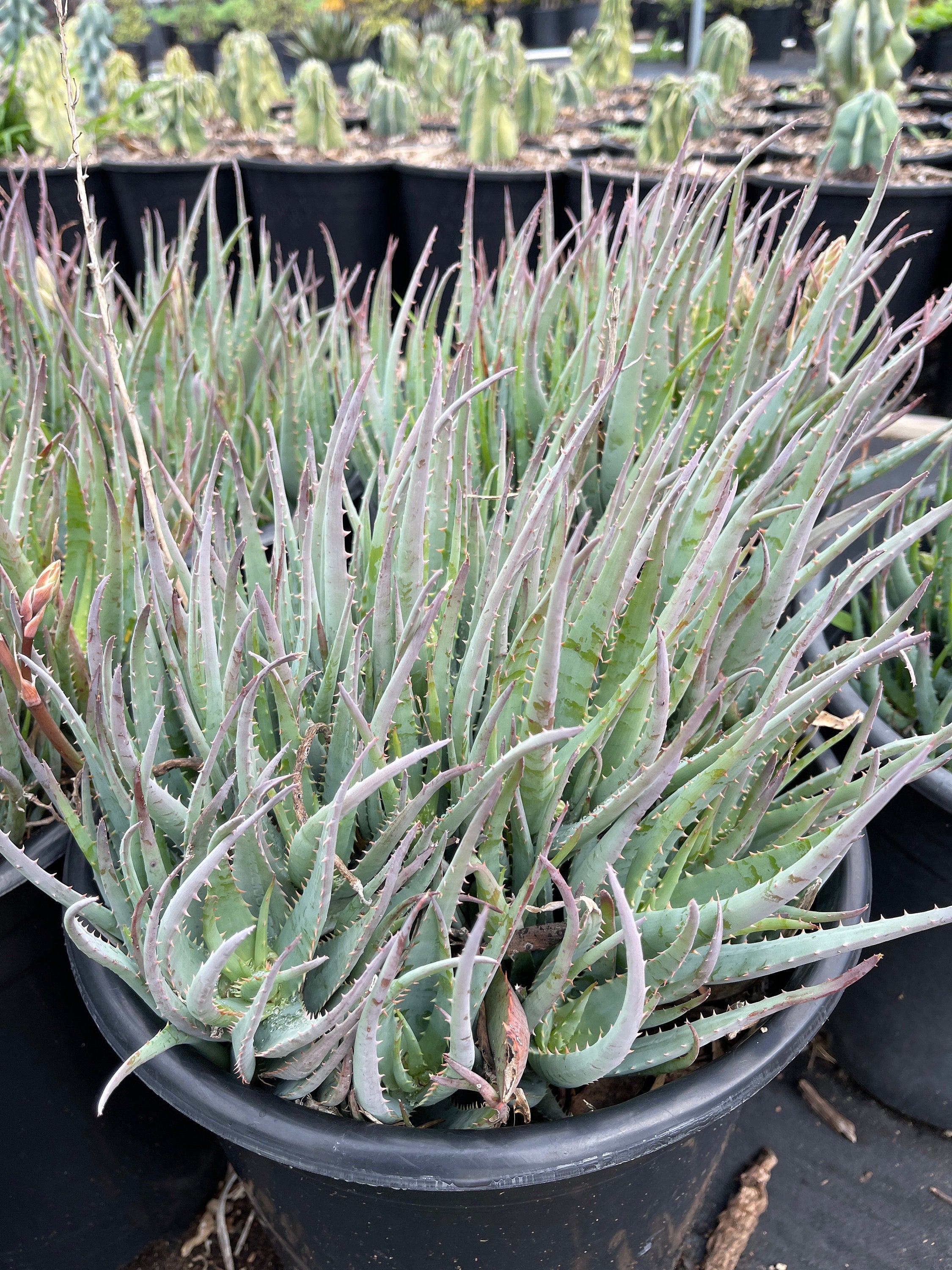 aloe blue elf succulent Aloe Blue Elf Succulent