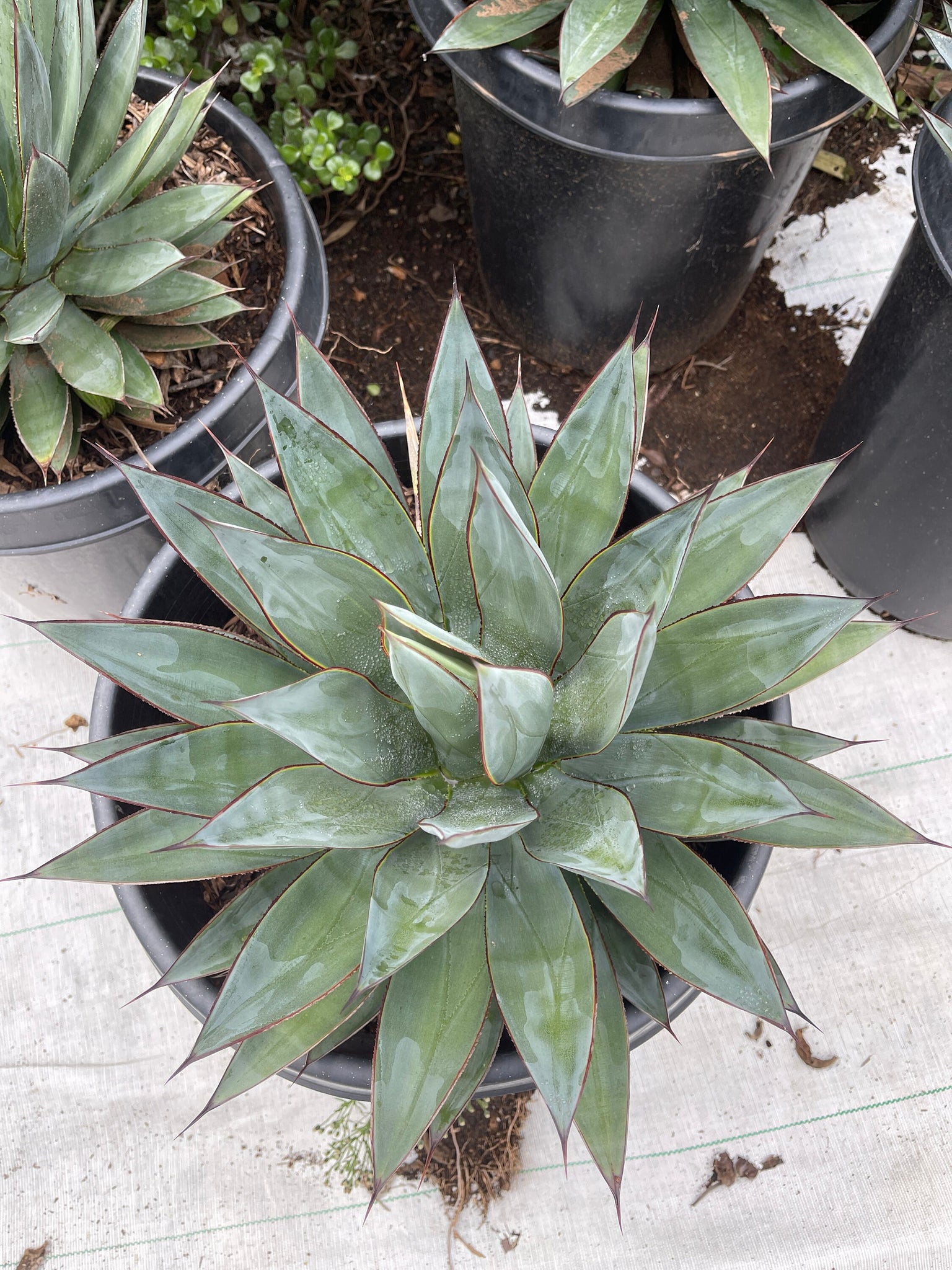 large agave succulents Very Large Agave Blue Glow Live plant 16’’ WIDE!!!