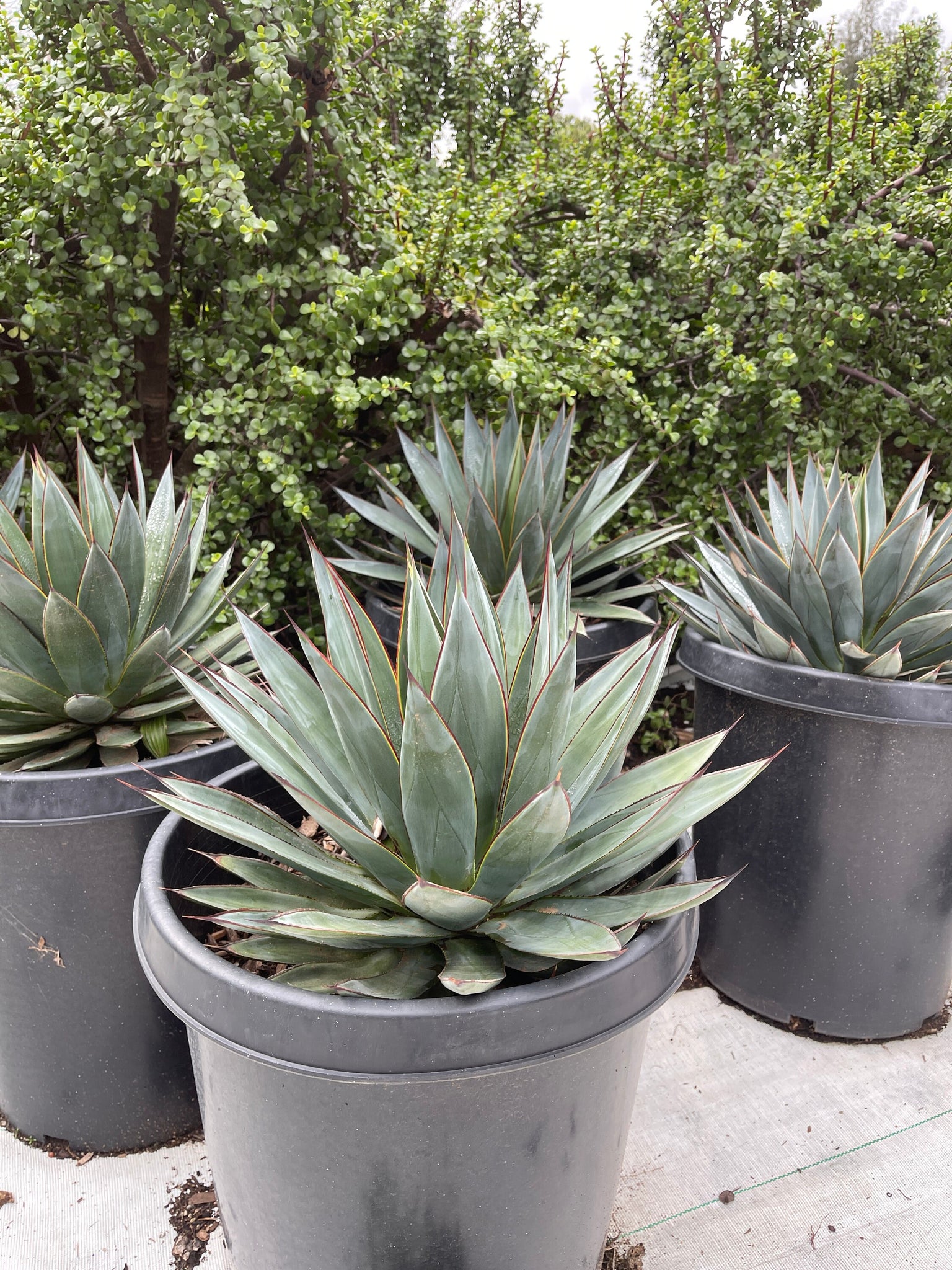 large agave succulents Very Large Agave Blue Glow Live plant 16'' WIDE!!! – Dose of Succulents