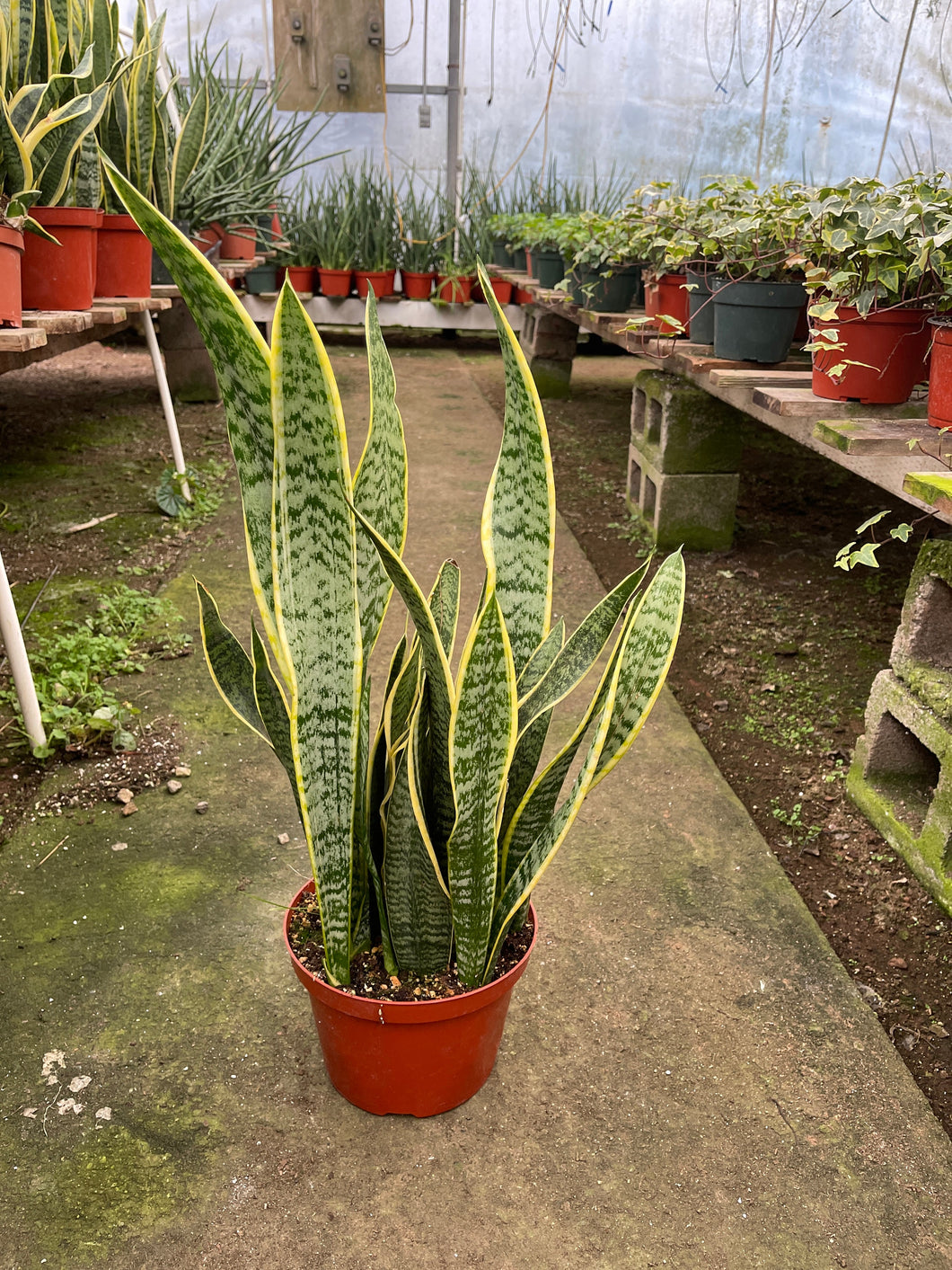 yellow snake plant name Sansevieria Yellow Snake Plant Air Purifying plant 8'' POT – Dose of Succulents
