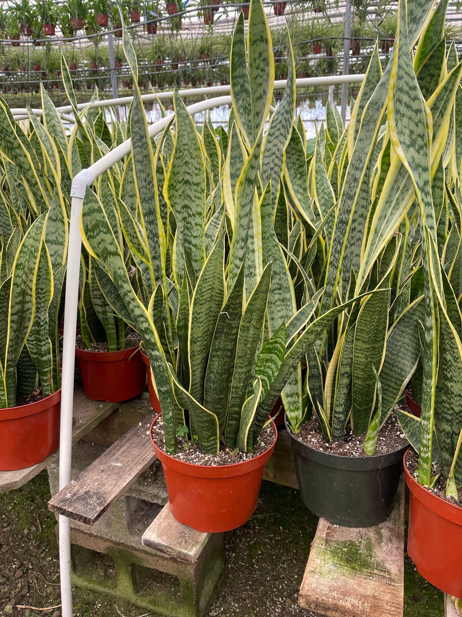 air plant yellow Sansevieria Yellow Snake Plant Air Purifying plant 8'' POT – Dose of Succulents
