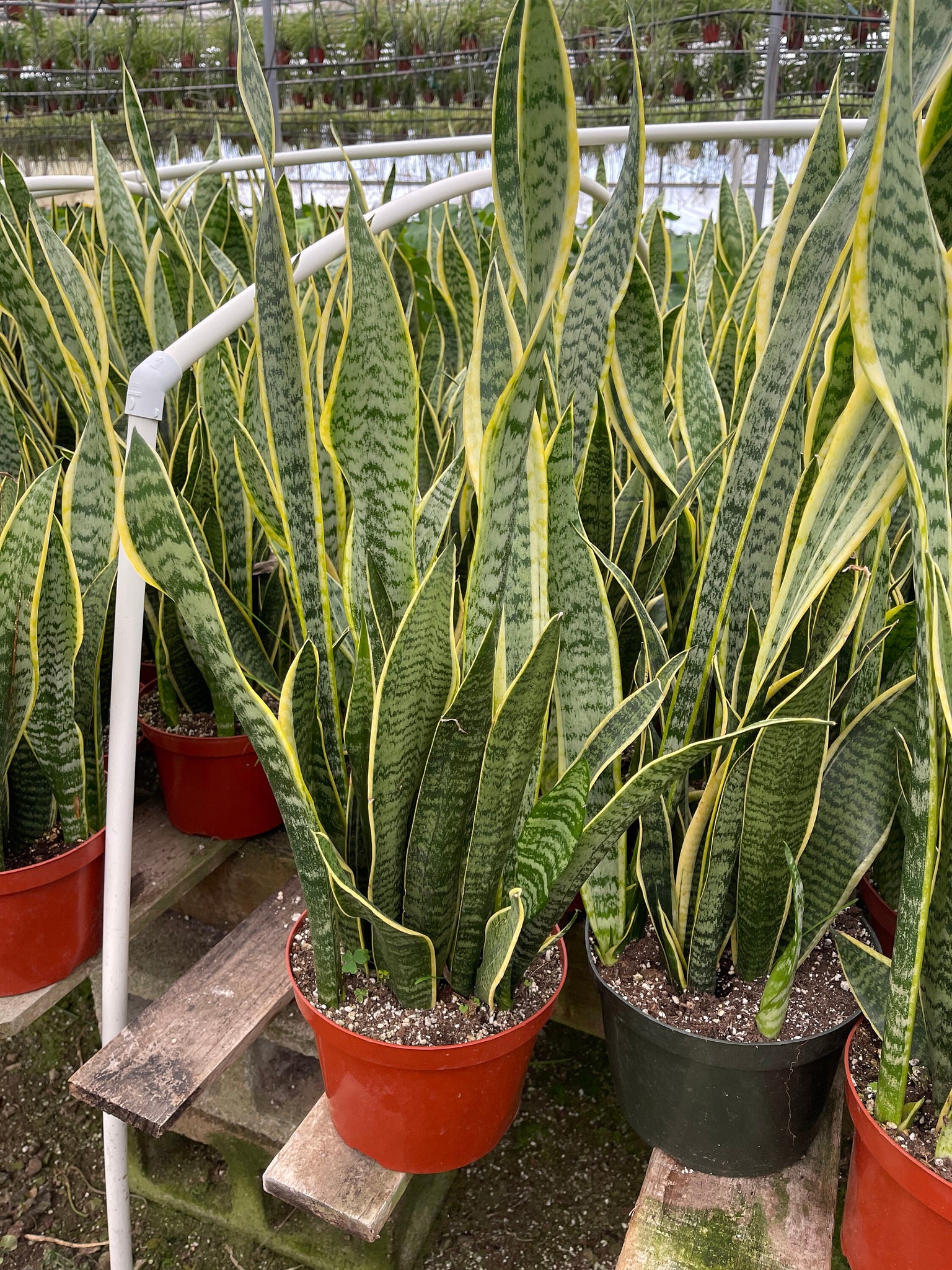 8 snake plant Sansevieria Yellow Snake Plant Air Purifying plant 8'' POT – Dose of Succulents