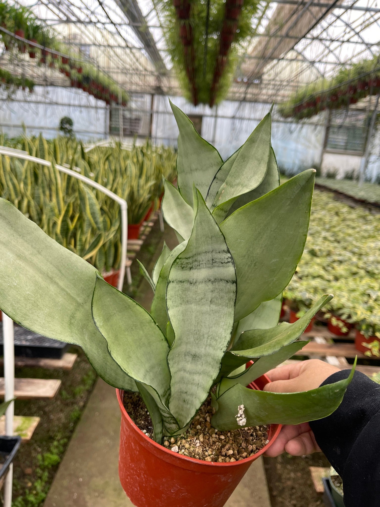 dwarf moonshine snake plant Sanseveria Moonshine Snake Plant Live Plant – Dose of Succulents