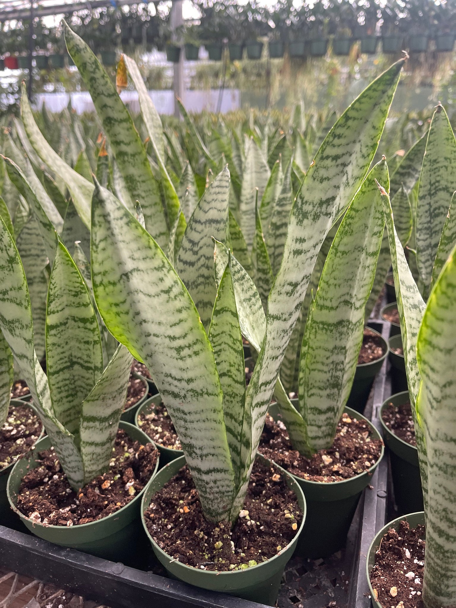 light green sansevieria Sansevieria Green Snake Plant Air Purifying plant 4'' pot – Dose of Succulents