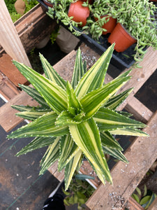 1gal Aloe Nobilis Variegated Live plant