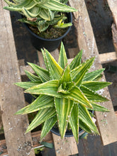Load image into Gallery viewer, 1gal Aloe Nobilis Variegated Live plant