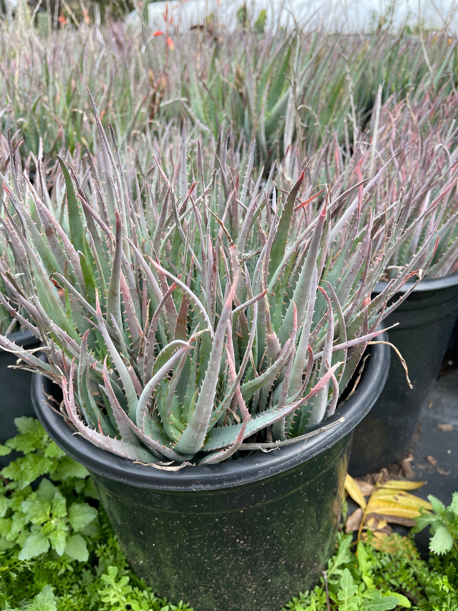 blue elf aloe vera plant Aloe Blue Elf Succulent