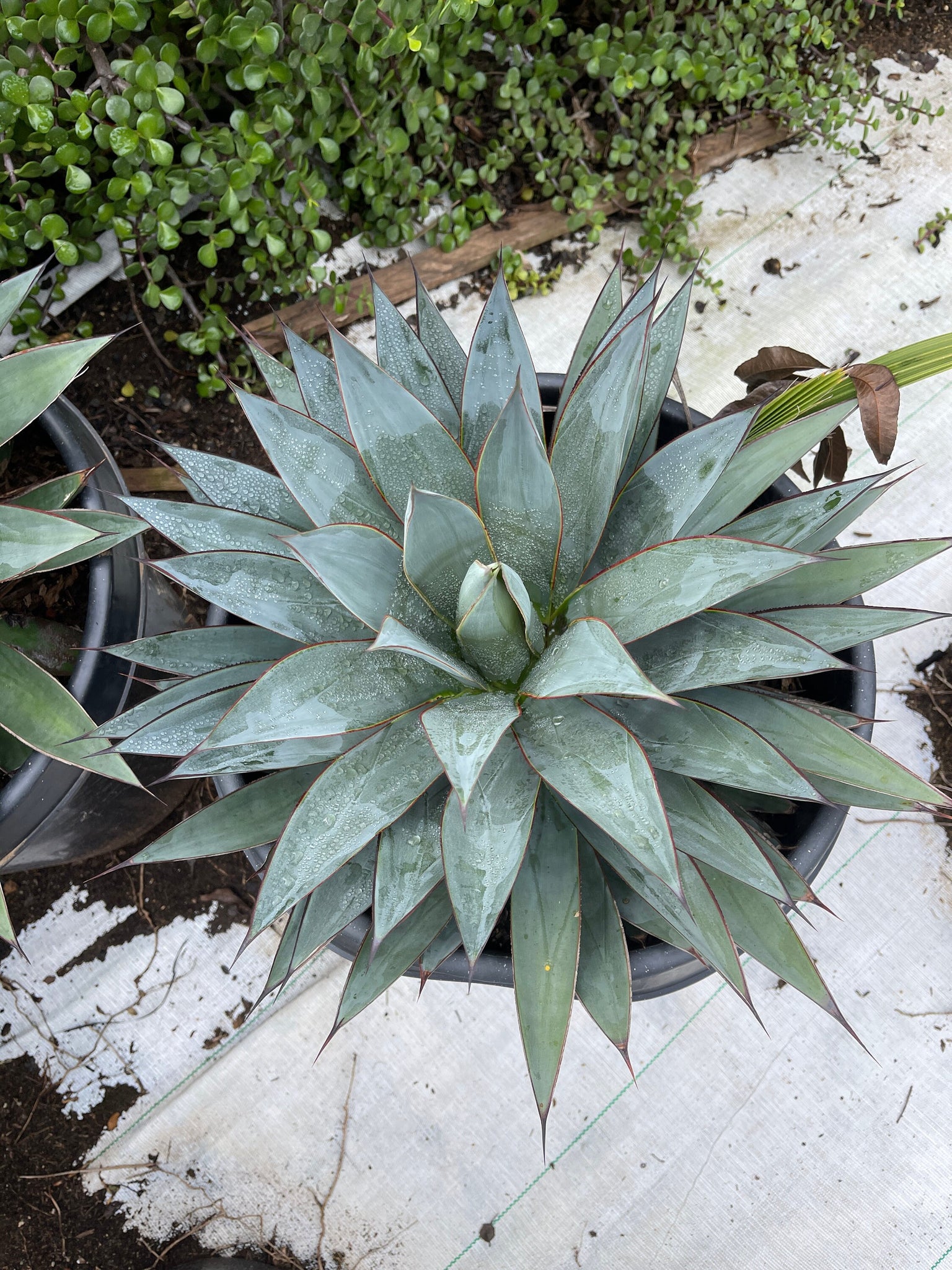 giant mezcal agave live plant in pot Very Large Agave Blue Glow Live plant 16’’ WIDE!!!