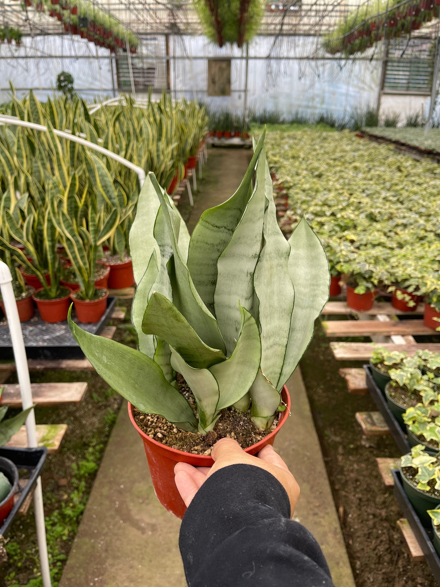 large live snake plant Sanseveria Moonshine Snake Plant Live Plant – Dose of Succulents