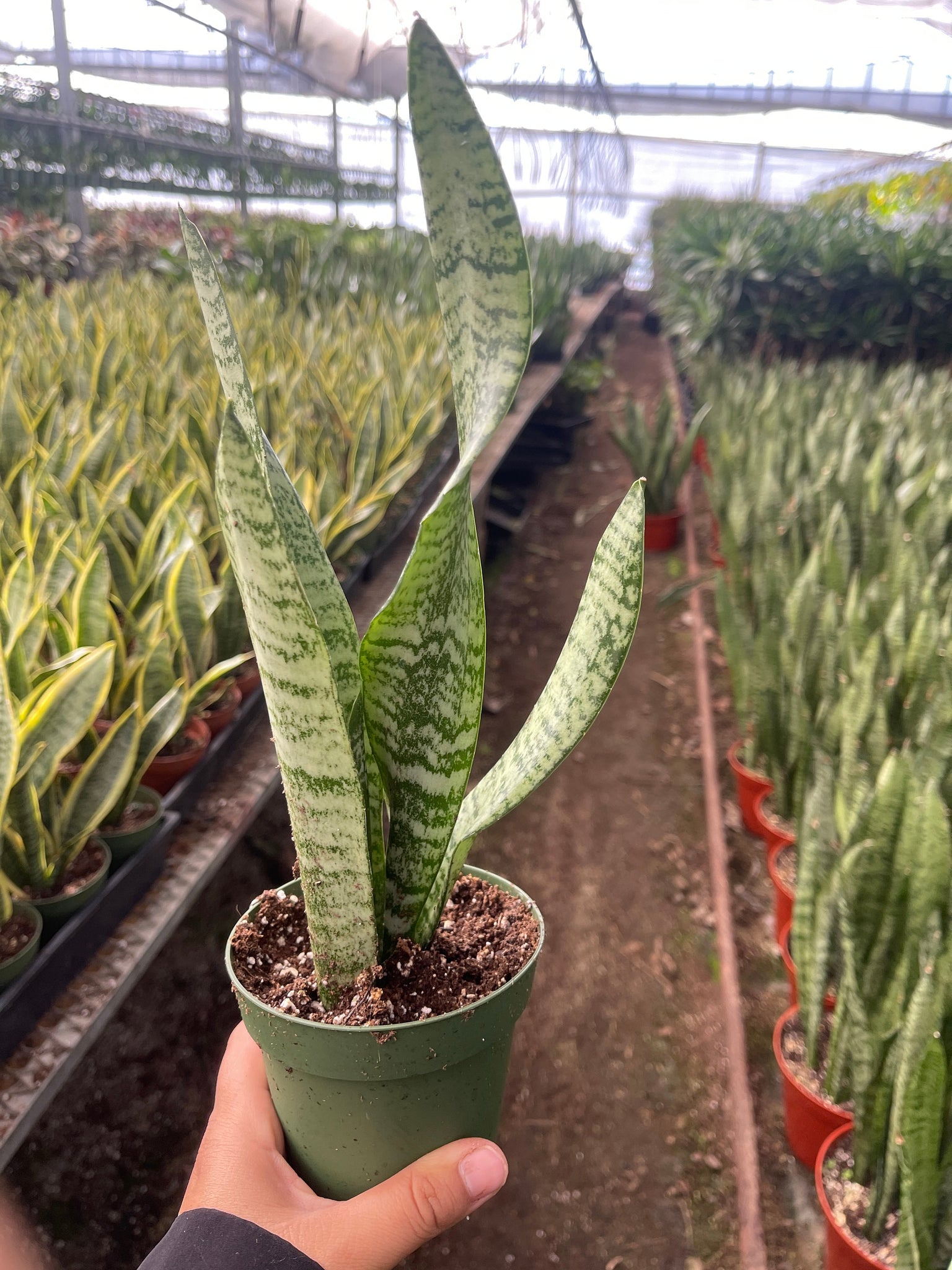 sansevieria air purifying Sansevieria Green Snake Plant Air Purifying plant 4'' pot – Dose of Succulents