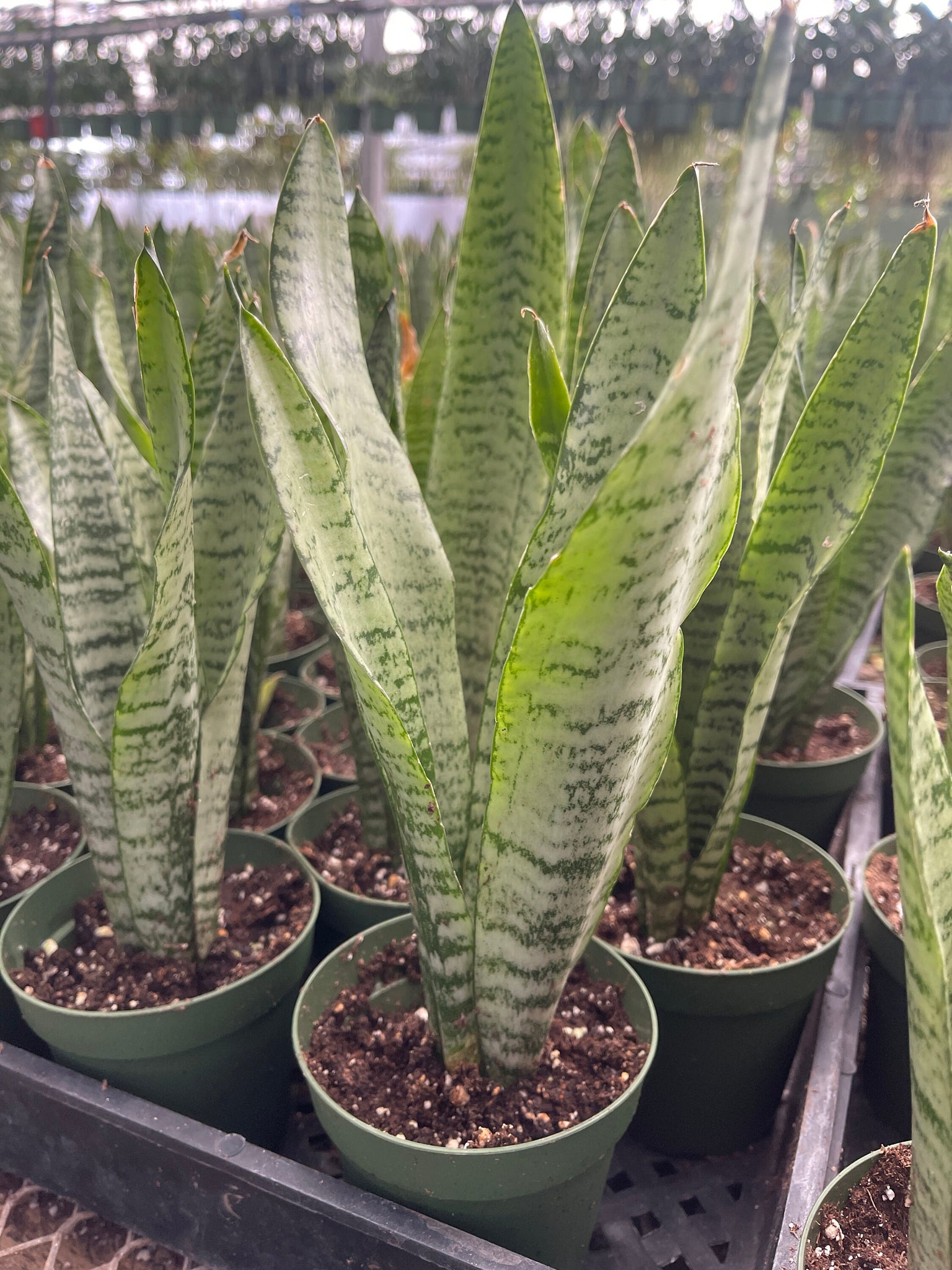 snake plants air purifying Sansevieria Green Snake Plant Air Purifying plant 4'' pot – Dose of Succulents